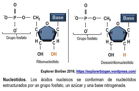 Nucleótidos